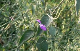 Peristrophe bicalyculata flower15.jpg